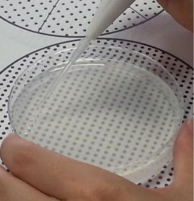 Pipetty電動移液器在無菌栽培應(yīng)用：擬南芥播種